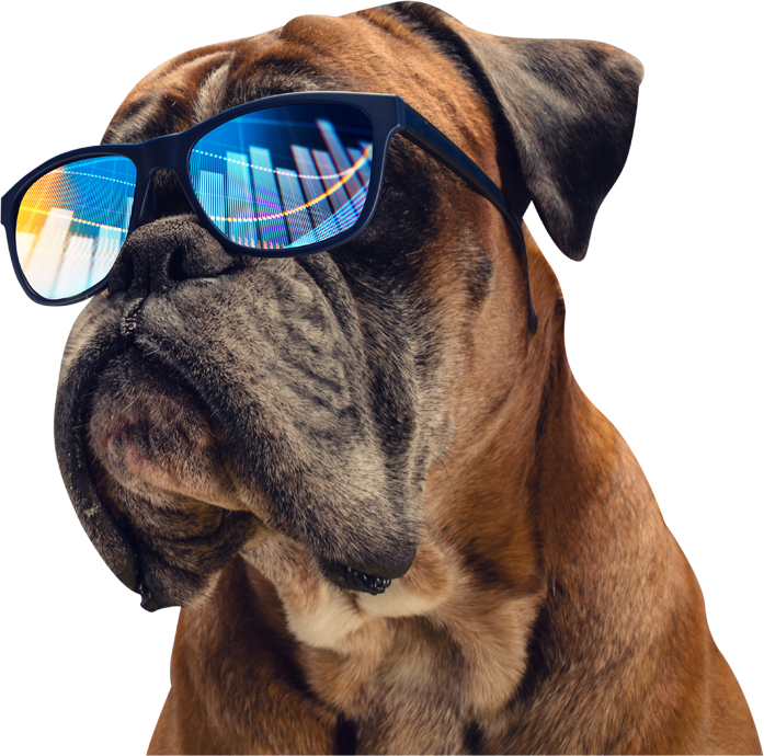 dog with sun glasses